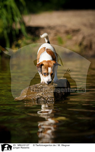 junger Rassmo / young Jack-Russell-Pug-Mongrel / MW-03127