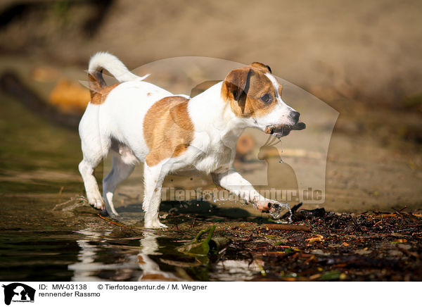 rennender Rassmo / running Jack-Russell-Pug-Mongrel / MW-03138