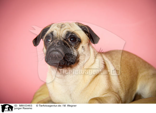 junger Rassmo / young Jack-Russell-Pug-Mongrel / MW-03463