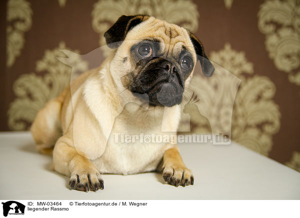 liegender Rassmo / lying Jack-Russell-Pug-Mongrel / MW-03464