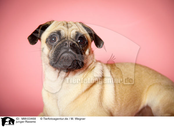 junger Rassmo / young Jack-Russell-Pug-Mongrel / MW-03468
