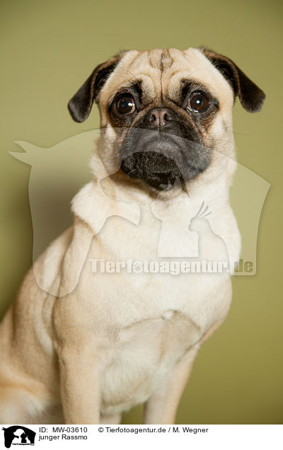 junger Rassmo / young Jack-Russell-Pug-Mongrel / MW-03610