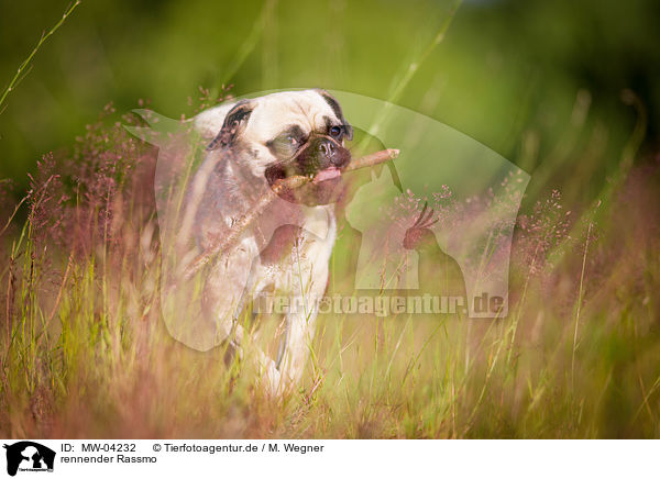 rennender Rassmo / running Jack-Russell-Pug-Mongrel / MW-04232