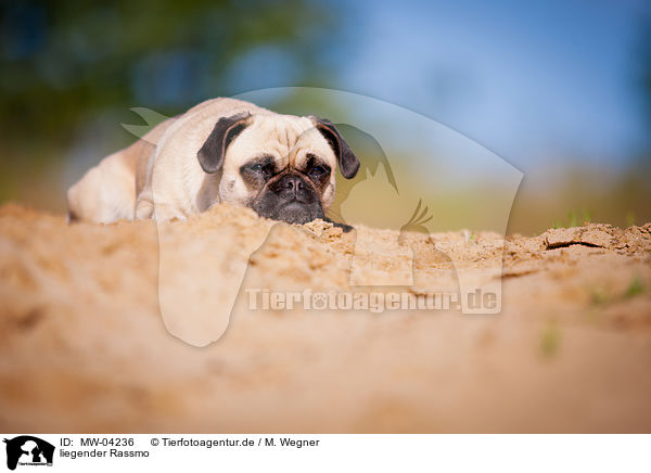 liegender Rassmo / lying Jack-Russell-Pug-Mongrel / MW-04236