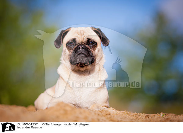 liegender Rassmo / lying Jack-Russell-Pug-Mongrel / MW-04237