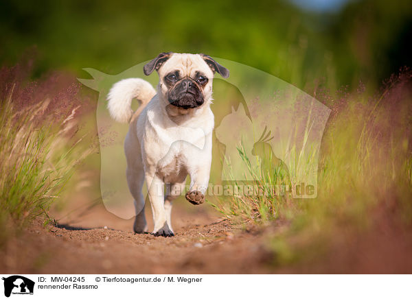 rennender Rassmo / running Jack-Russell-Pug-Mongrel / MW-04245