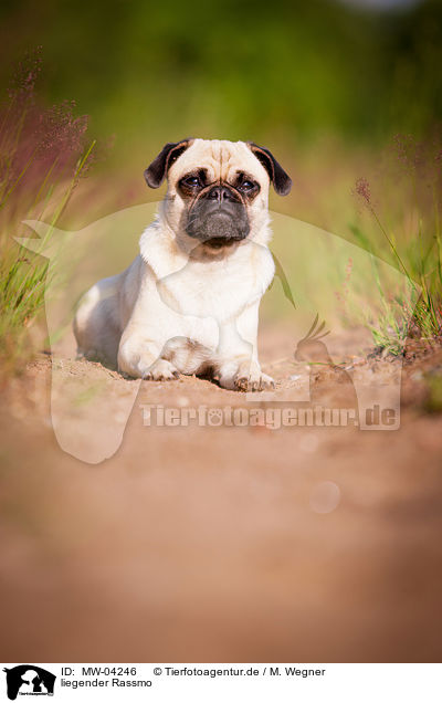 liegender Rassmo / lying Jack-Russell-Pug-Mongrel / MW-04246