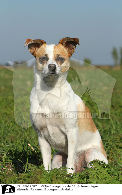 sitzender Ratonero Bodeguero Andaluz / sitting Andalusian Mouse-Hunting Dog / SS-32587