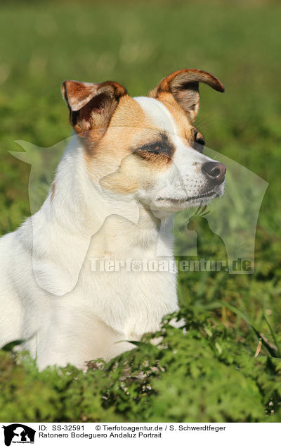 Ratonero Bodeguero Andaluz Portrait / Andalusian Mouse-Hunting Dog Portrait / SS-32591