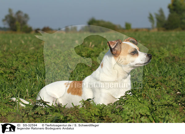 liegender Ratonero Bodeguero Andaluz / lying Andalusian Mouse-Hunting Dog / SS-32594