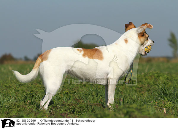 apportierender Ratonero Bodeguero Andaluz / fetching Andalusian Mouse-Hunting Dog / SS-32596