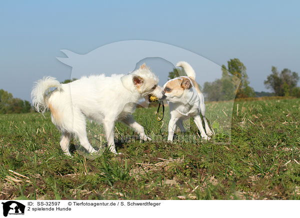2 spielende Hunde / 2 playing dogs / SS-32597
