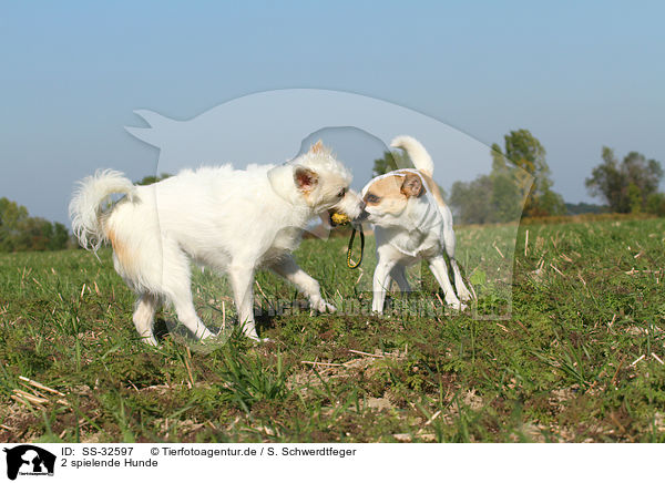 2 spielende Hunde / SS-32597