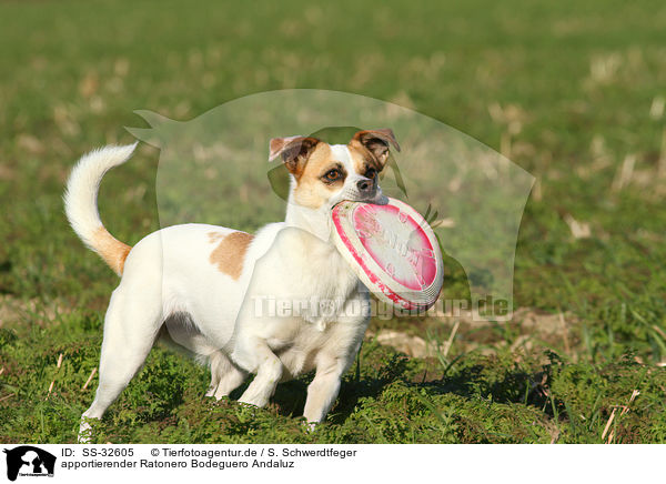 apportierender Ratonero Bodeguero Andaluz / fetching Andalusian Mouse-Hunting Dog / SS-32605
