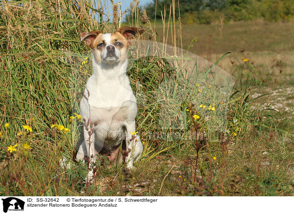 sitzender Ratonero Bodeguero Andaluz / sitting Andalusian Mouse-Hunting Dog / SS-32642