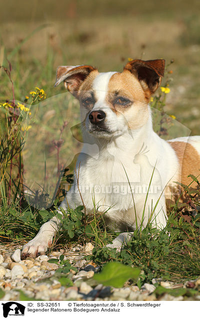 liegender Ratonero Bodeguero Andaluz / lying Andalusian Mouse-Hunting Dog / SS-32651