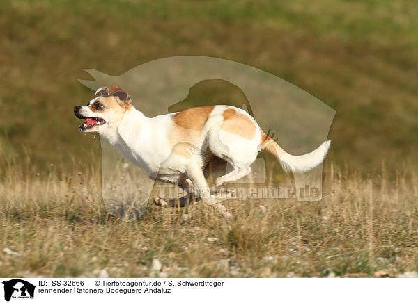 rennender Ratonero Bodeguero Andaluz / running Andalusian Mouse-Hunting Dog / SS-32666