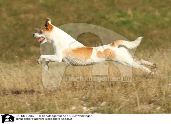 springender Ratonero Bodeguero Andaluz / jumping Andalusian Mouse-Hunting Dog / SS-32667