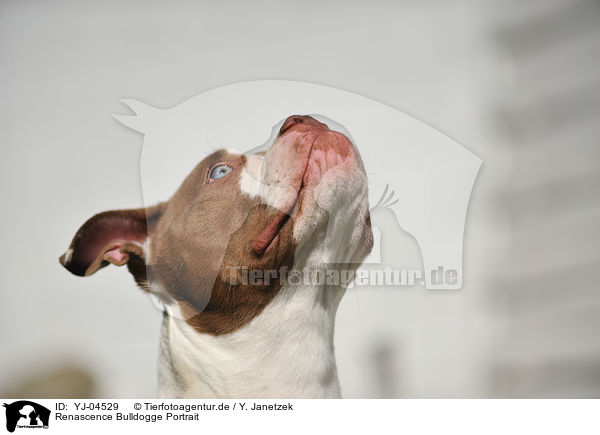 Renascence Bulldogge Portrait / Renascence Bulldog Portrait / YJ-04529