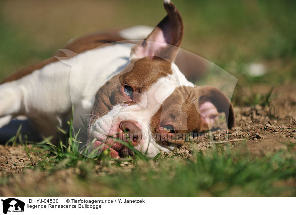 liegende Renascence Bulldogge / lying Renascence Bulldog / YJ-04530