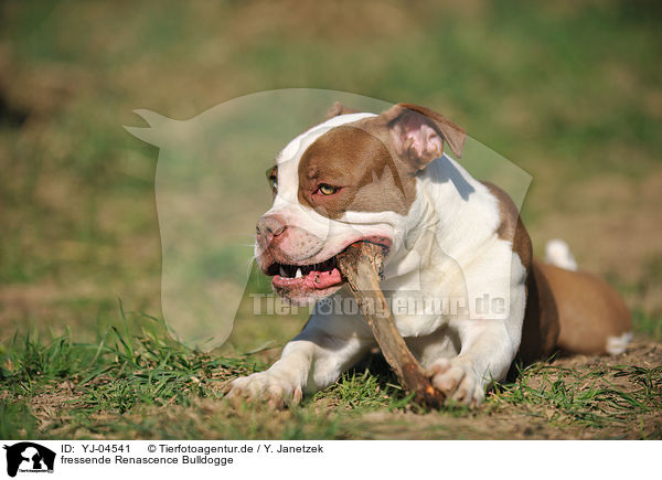 fressende Renascence Bulldogge / eating Renascence Bulldog / YJ-04541