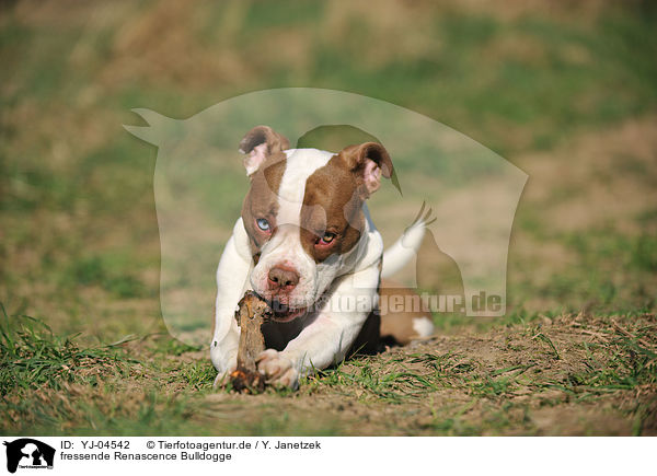 fressende Renascence Bulldogge / eating Renascence Bulldog / YJ-04542