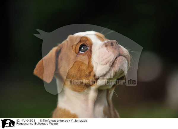 Renascence Bulldogge Welpe / YJ-04951