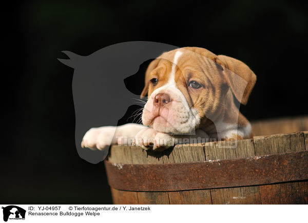 Renascence Bulldogge Welpe / YJ-04957