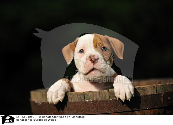 Renascence Bulldogge Welpe / Renascence Bulldog Puppy / YJ-04960