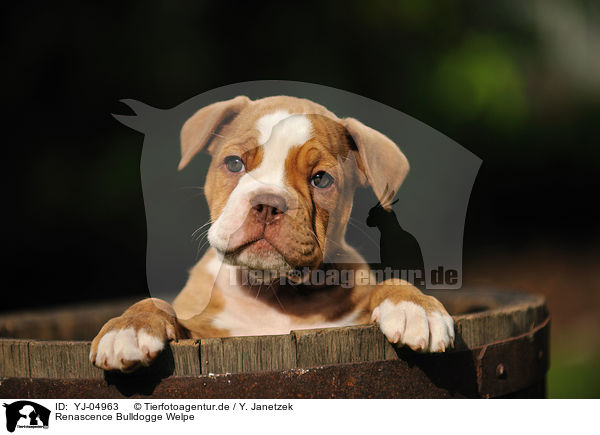 Renascence Bulldogge Welpe / Renascence Bulldog Puppy / YJ-04963