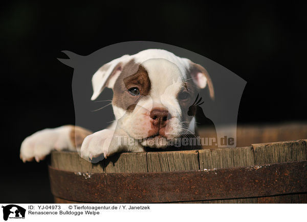 Renascence Bulldogge Welpe / Renascence Bulldog Puppy / YJ-04973