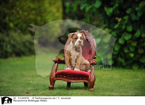 Renascence Bulldogge Welpe / Renascence Bulldog Puppy / YJ-04978