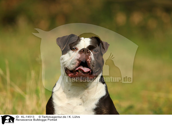 Renascence Bulldogge Portrait / KL-14513