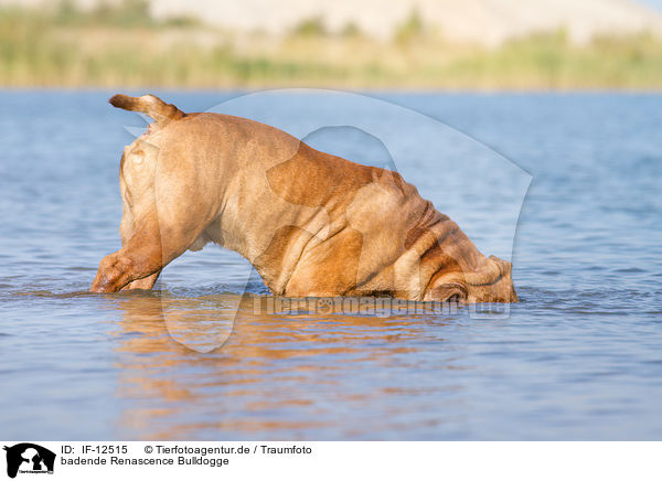 badende Renascence Bulldogge / bathing Renascence Bulldog / IF-12515