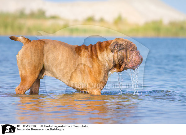 badende Renascence Bulldogge / bathing Renascence Bulldog / IF-12516