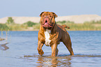 laufende Renascence Bulldogge