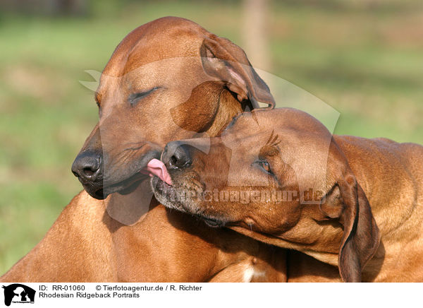 Rhodesian Ridgeback Portraits / Rhodesian Ridgeback Portraits / RR-01060