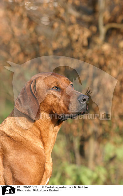 Rhodesian Ridgeback Portrait / Rhodesian Ridgeback Portrait / RR-01063