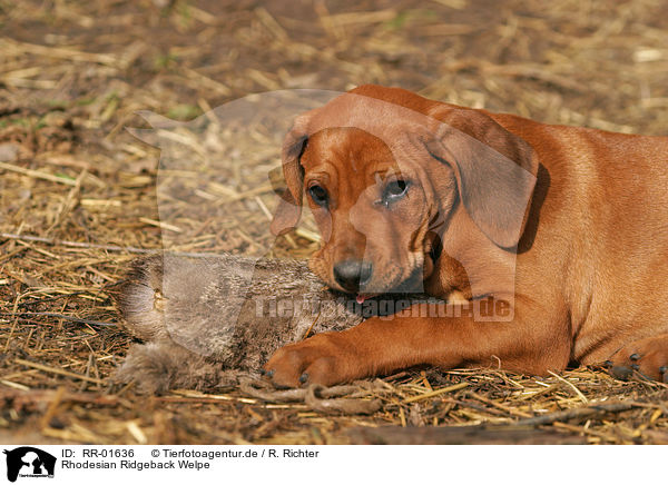 Rhodesian Ridgeback Welpe / Puppy / RR-01636