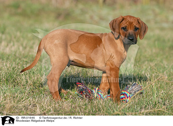 Rhodesian Ridgeback Welpe / Puppy / RR-01646