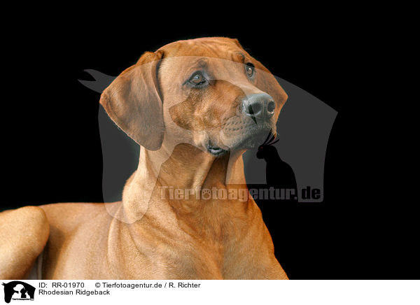 Rhodesian Ridgeback / Rhodesian Ridgeback / RR-01970