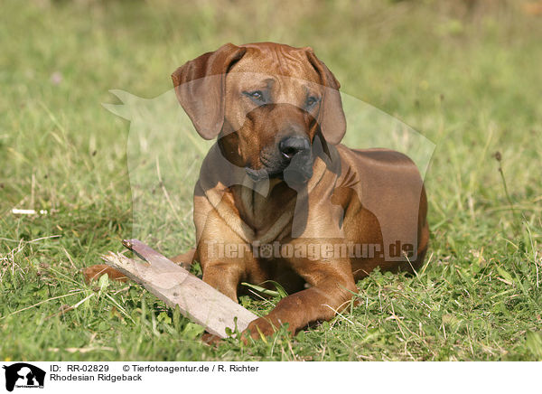 Rhodesian Ridgeback / Rhodesian Ridgeback / RR-02829