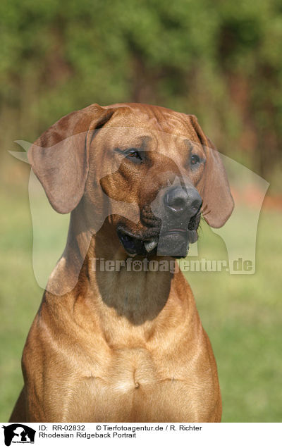 Rhodesian Ridgeback Portrait / Rhodesian Ridgeback Portrait / RR-02832