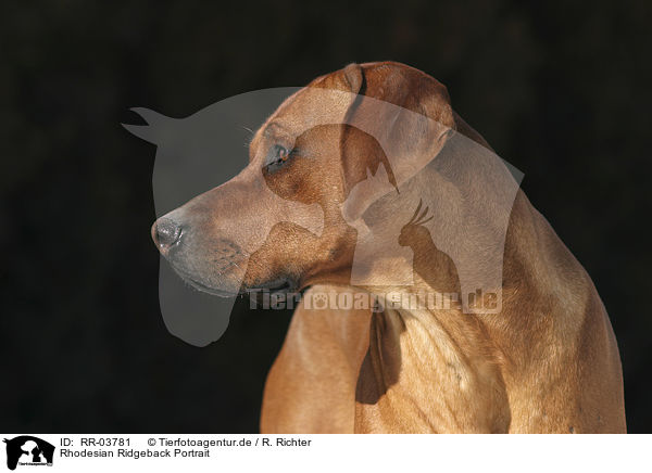 Rhodesian Ridgeback Portrait / Rhodesian Ridgeback Portrait / RR-03781