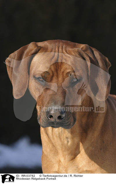 Rhodesian Ridgeback Portrait / Rhodesian Ridgeback Portrait / RR-03782