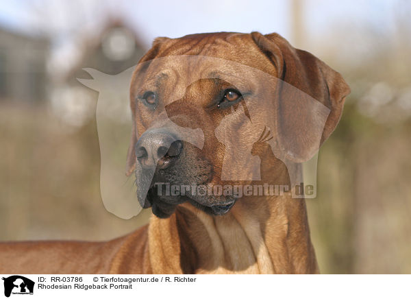 Rhodesian Ridgeback Portrait / Rhodesian Ridgeback Portrait / RR-03786