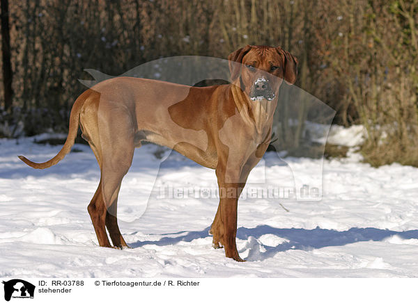 stehender / standing Rhodesian Ridgeback / RR-03788