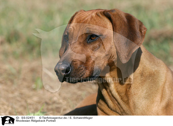 Rhodesian Ridgeback Portrait / Rhodesian Ridgeback Portrait / SS-02451