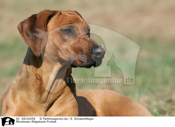 Rhodesian Ridgeback Portrait / Rhodesian Ridgeback Portrait / SS-02459