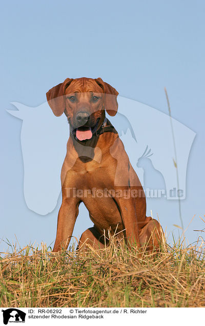 sitzender Rhodesian Ridgeback / sitting Rhodesian Ridgeback / RR-06292